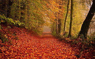 landscape photography of forest path with red leaves