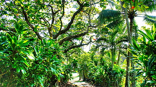 green leaf trees, tropical water, tropical forest, Hawaii, isle of Maui