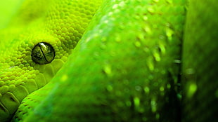 green snake, snake, animals, reptiles, eyes HD wallpaper
