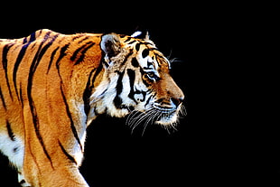 brown tiger close up photography HD wallpaper