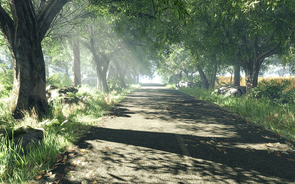 green leafed trees, road, trees, shadow, sun rays HD wallpaper