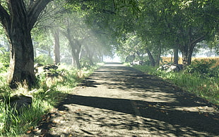 green leafed trees, road, trees, shadow, sun rays
