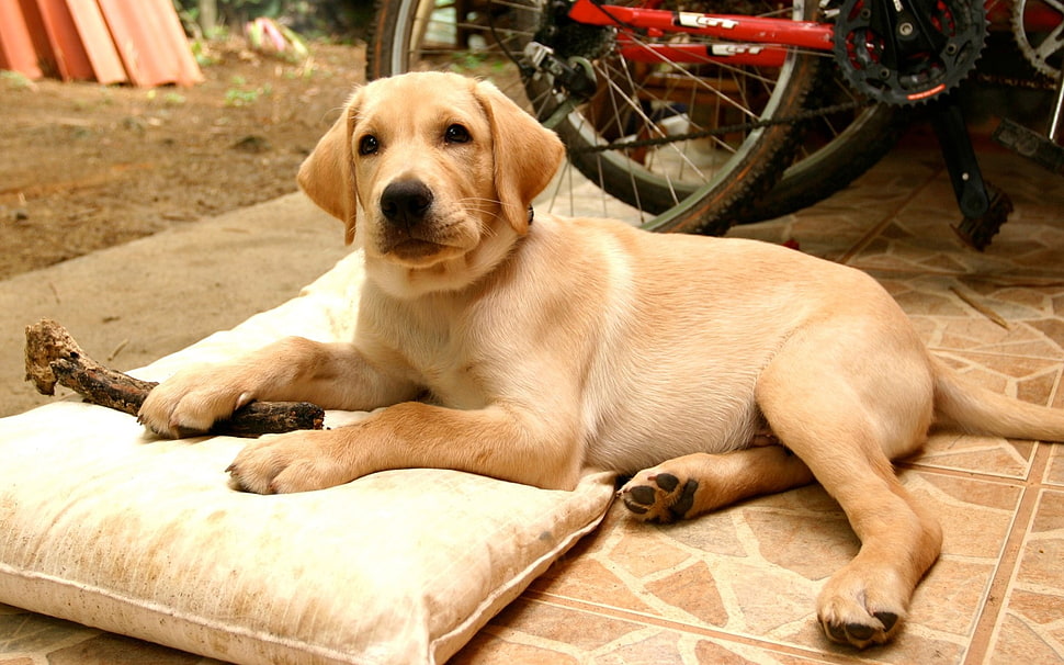 adult yellow Labrador Retriever dog lying near the white pillow HD wallpaper