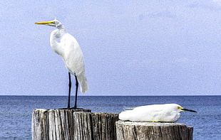 two white Cranes standing on tree trunks near in the sea, egrets, great, snowy HD wallpaper