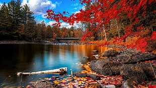 red leaf trees beside a body of water