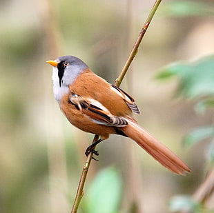 close up photography of brown and gray bird on brown stem, bearded tit
