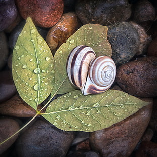 shallow photography of brown snail on top of green leaf