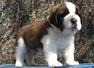 Saint Bernard puppy closeup photography HD wallpaper