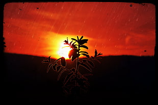 silhouette of plant painting