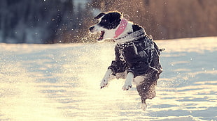 adult white and black border collie playing in the body of water during daytime