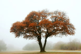 time-lapse photography of orange-leafed tree during misty daytime