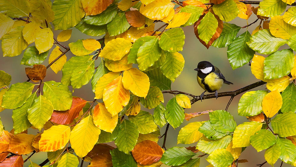green and yellow leaves, fall, trees, birds, animals HD wallpaper