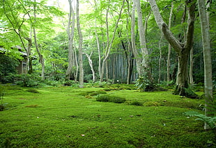 green forest and moss covered ground HD wallpaper