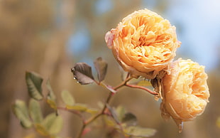 yellow English Roses selective focus photography HD wallpaper