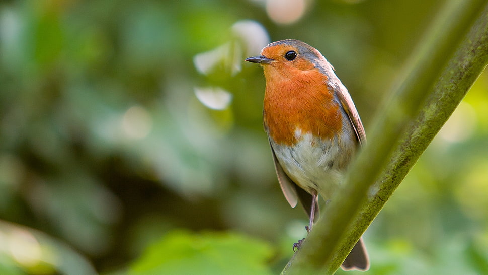 white and orange feathered bird on green tree branch HD wallpaper