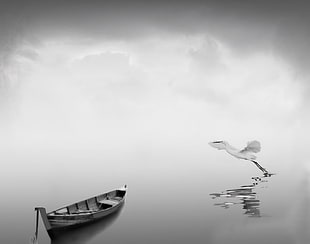 brown boat on body of water, egret