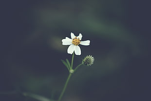 white petaled flower, Flower, Petals, Blur HD wallpaper