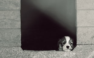 grayscale photo of puppy looking through window, dog, animals