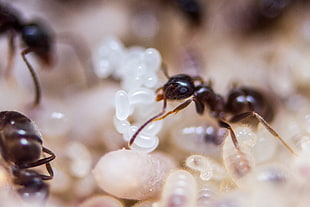 black ants on white eggs close-up photo HD wallpaper