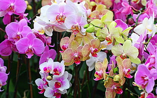 purple and white orchids flower