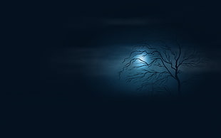 black and white floral textile, trees, artwork, night, Moon