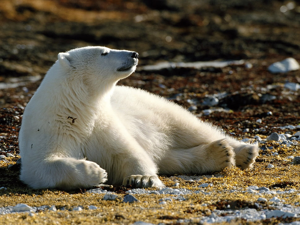 depth of field photography of polar bear laying on soil HD wallpaper