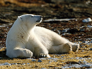 depth of field photography of polar bear laying on soil