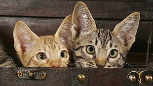 close up photo of two silver and orange kitten hiding in brown wooden chest