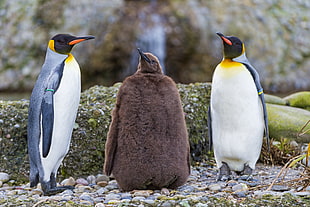 three penguins during daytime HD wallpaper