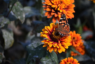 orange Zinnia flowers, Zinnia, Butterfly, Flower