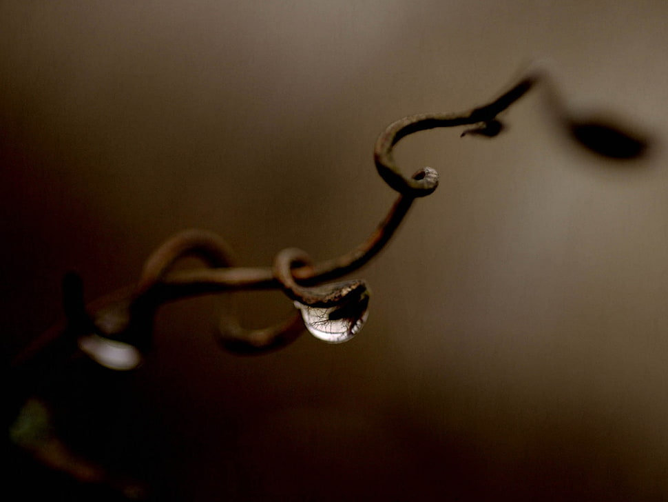 water dew on beige vine HD wallpaper