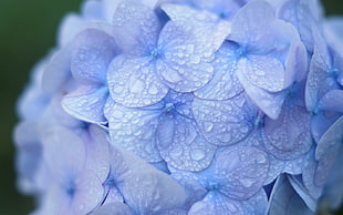selective focus photography of blue petaled flowers