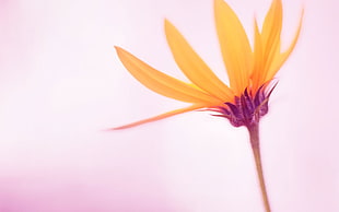yellow petal flower, flowers, nature, macro, simple background