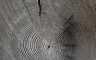 wood, annual rings, grain, structure
