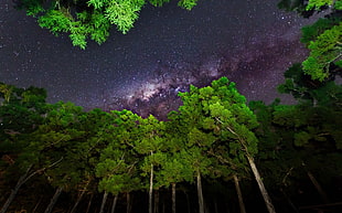 green leafed tree painting, sky, forest, stars, Milky Way