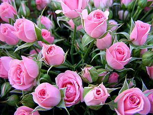 pink Rose flowers HD wallpaper