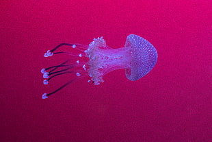 photography of white jellyfish