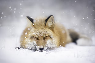 brown fox, fox, landscape, animals