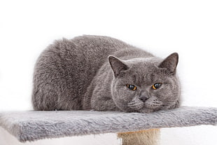 grey cat on grey fur area rug