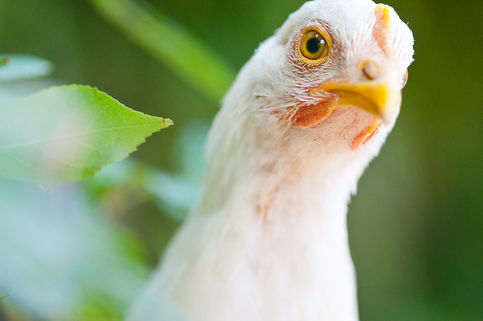 closeup photo of white chicken HD wallpaper