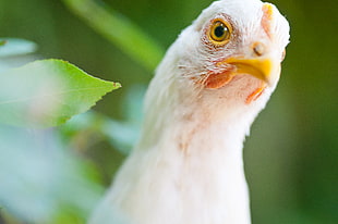 closeup photo of white chicken