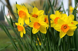 selective photo of yellow petaled flowers during adytime