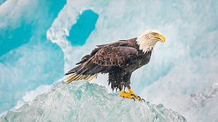 brown and white Bald eagle on top of stone
