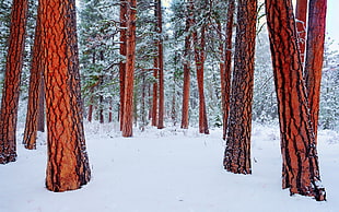 landscape photography of a tall trees filled by snow
