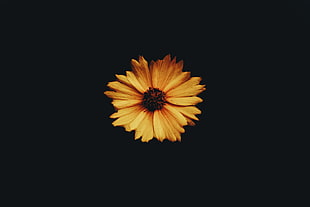 sunflower, Flower, Bud, Petals