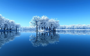 trees covered by snow surrounded with body of water