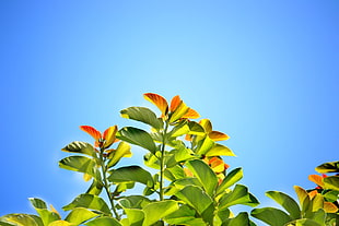 photography of green leaf plant under calm sky