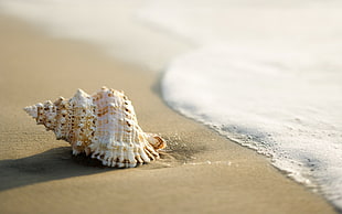 beige seashell on shore HD wallpaper