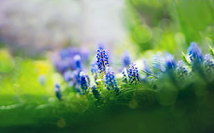 blue flowers, nature, flowers, muscari, depth of field