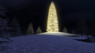 lighted Pine tree during nighttime